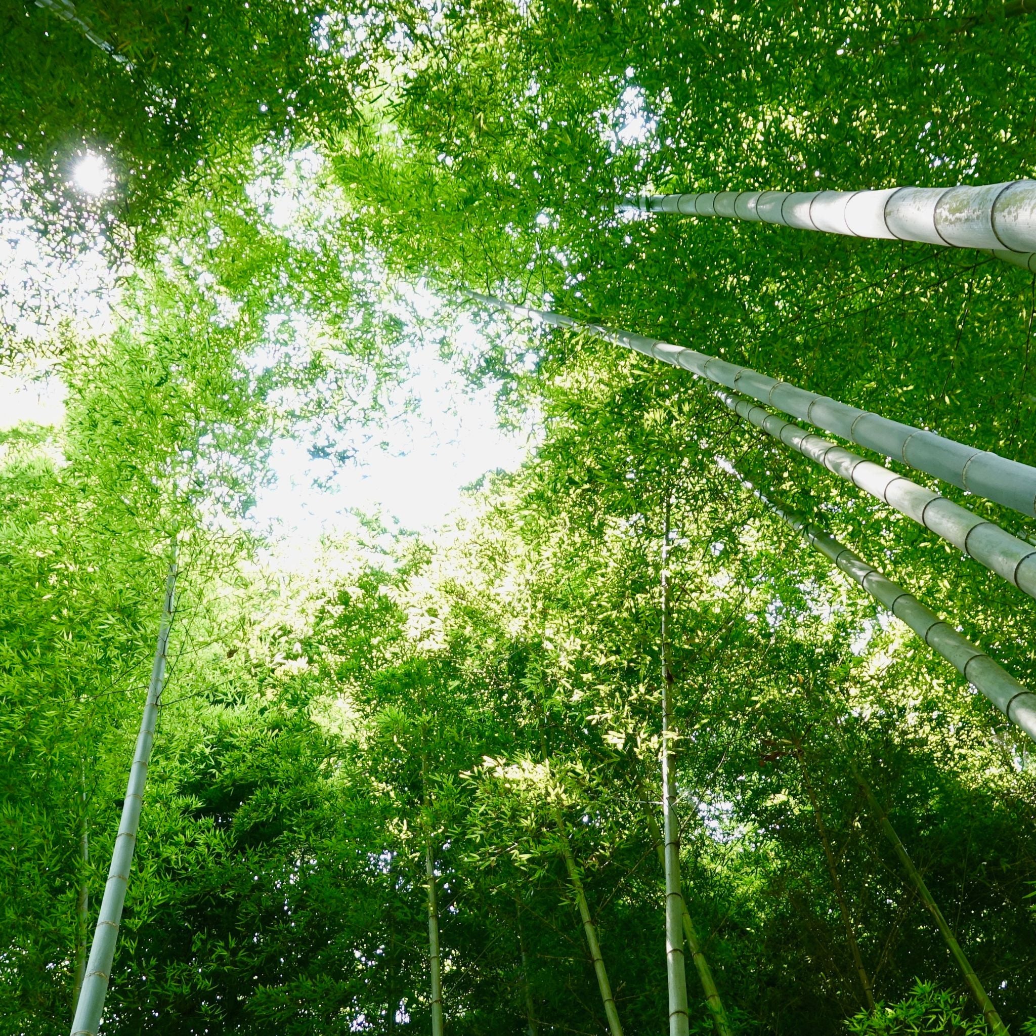 bamboo_forest.jpg