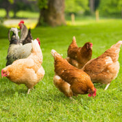 Keans Free Range Eggs (12-pack) | 700g