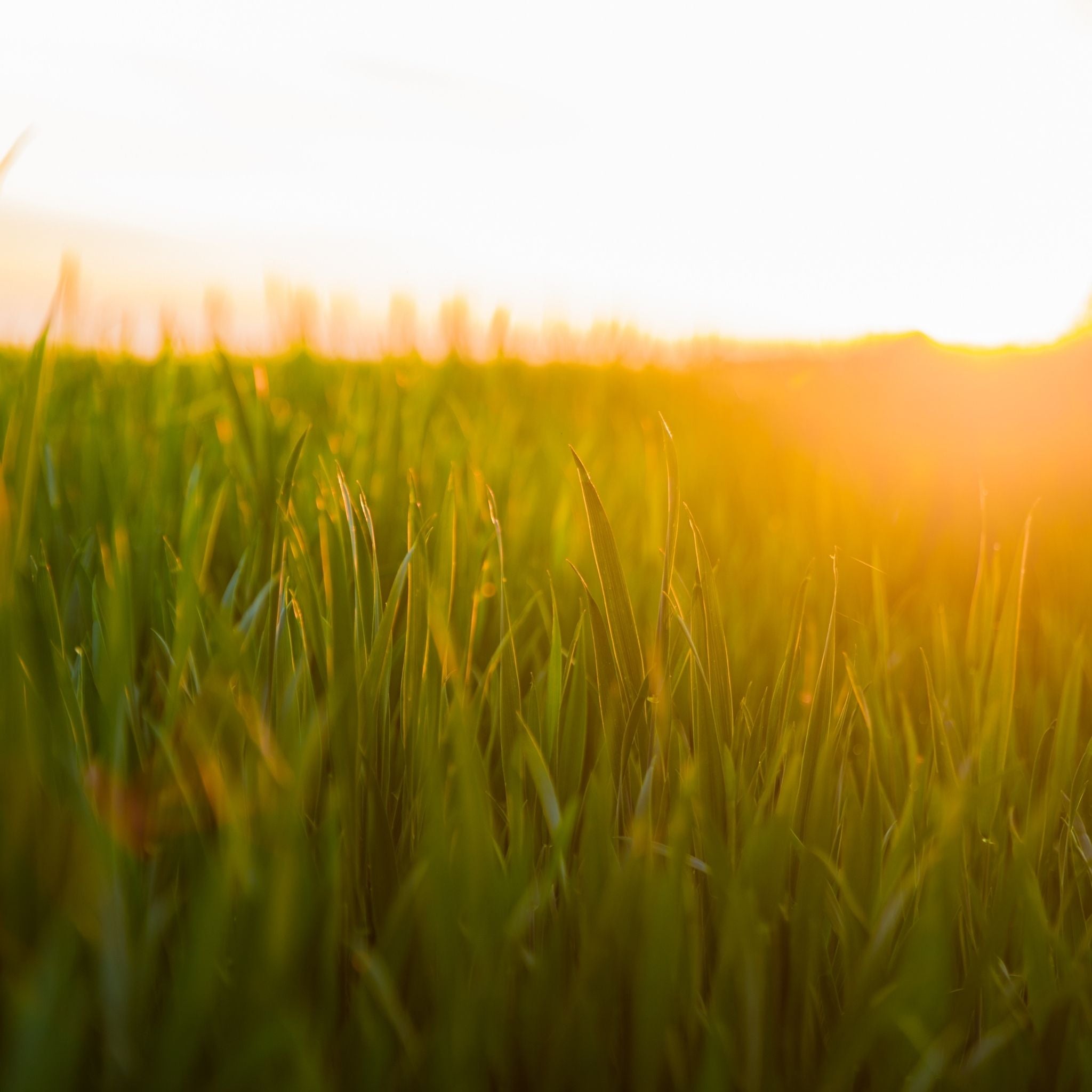 green-grass-fresh-air-where-it-starts-digital-butcher.jpg